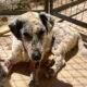 Granny Zorro Dogsavior Jul25 Beitragsbild