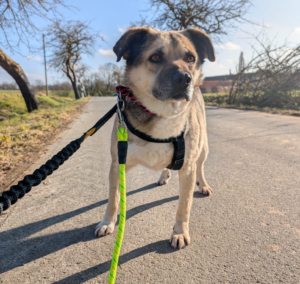 Jamie Zorro Dogsavior Feb25 1