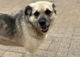 Jamie Zorro Dogsavior Jul25 Beitragsbild