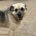 Jamie Zorro Dogsavior Jul25 Beitragsbild