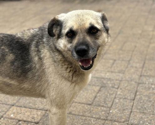 Jamie Zorro Dogsavior Jul25 Beitragsbild