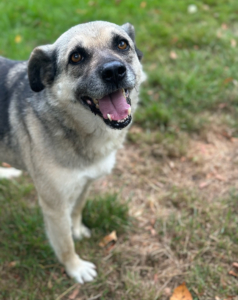 Jamie Zorro Dogsavior Sep25 1