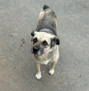 Jamie Zorro Dogsavior Sep25 2