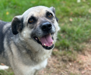 Jamie Zorro Dogsavior Sep25 Beitragsbild