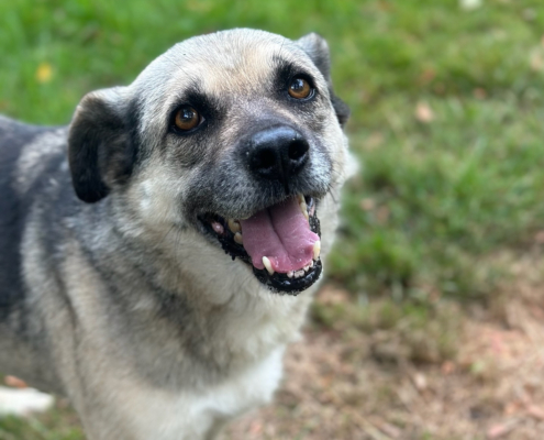 Jamie Zorro Dogsavior Sep25 Beitragsbild