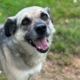 Jamie Zorro Dogsavior Sep25 Beitragsbild
