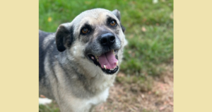 Jamie Zorro Dogsavior Sep25 Social Media