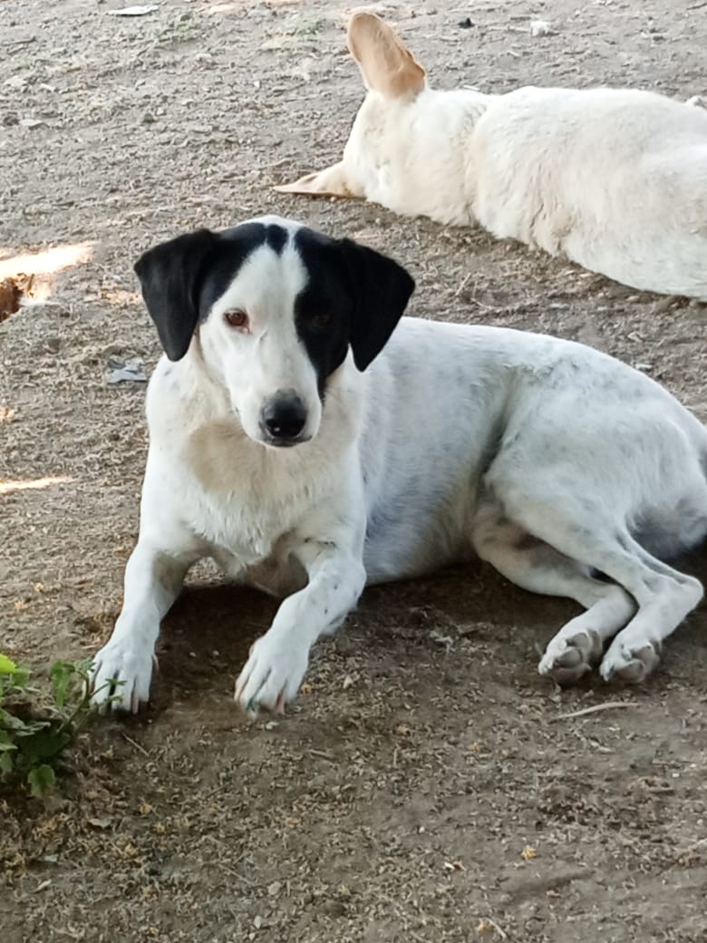 Luna Zorro Dogsavior Jun25 1
