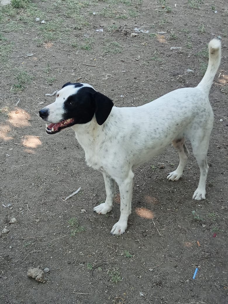 Luna Zorro Dogsavior Jun25 3