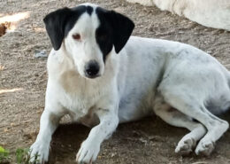 Luna Zorro Dogsavior Jun25 Beitragsbild