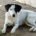 Luna Zorro Dogsavior Jun25 Beitragsbild