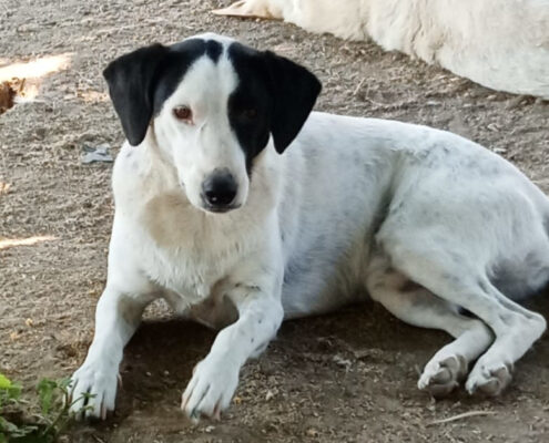 Luna Zorro Dogsavior Jun25 Beitragsbild