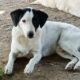 Luna Zorro Dogsavior Jun25 Beitragsbild
