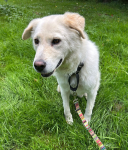 Marlon Zorro Dogsavior Aug25 1