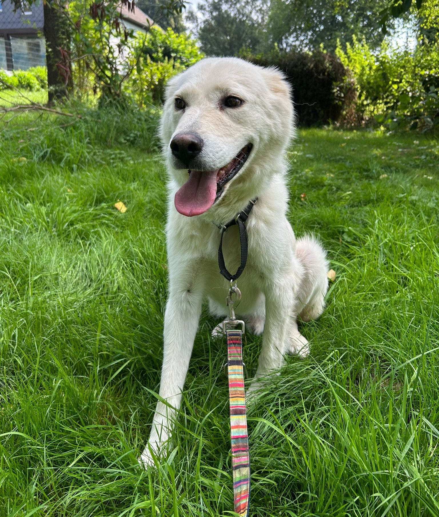 Marlon Zorro Dogsavior Aug25 2