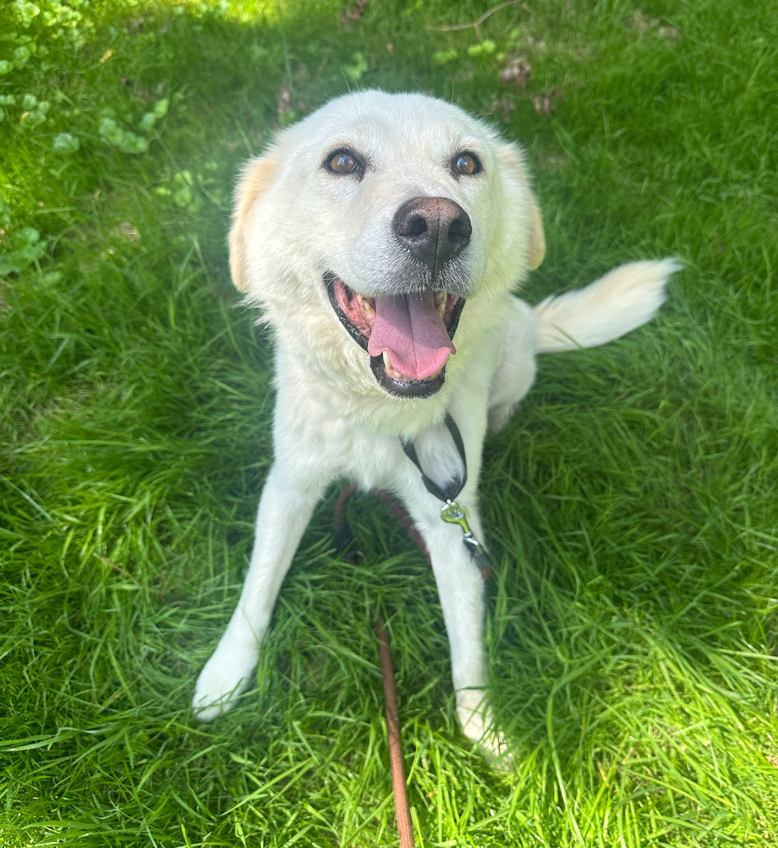Marlon Zorro Dogsavior Aug25 3