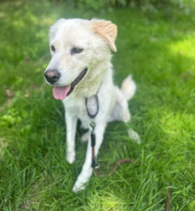 Marlon Zorro Dogsavior Aug25 4