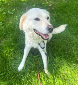 Marlon Zorro Dogsavior Aug25 5