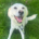 Marlon Zorro Dogsavior Aug25 Beitragsbild