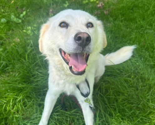 Marlon Zorro Dogsavior Aug25 Beitragsbild