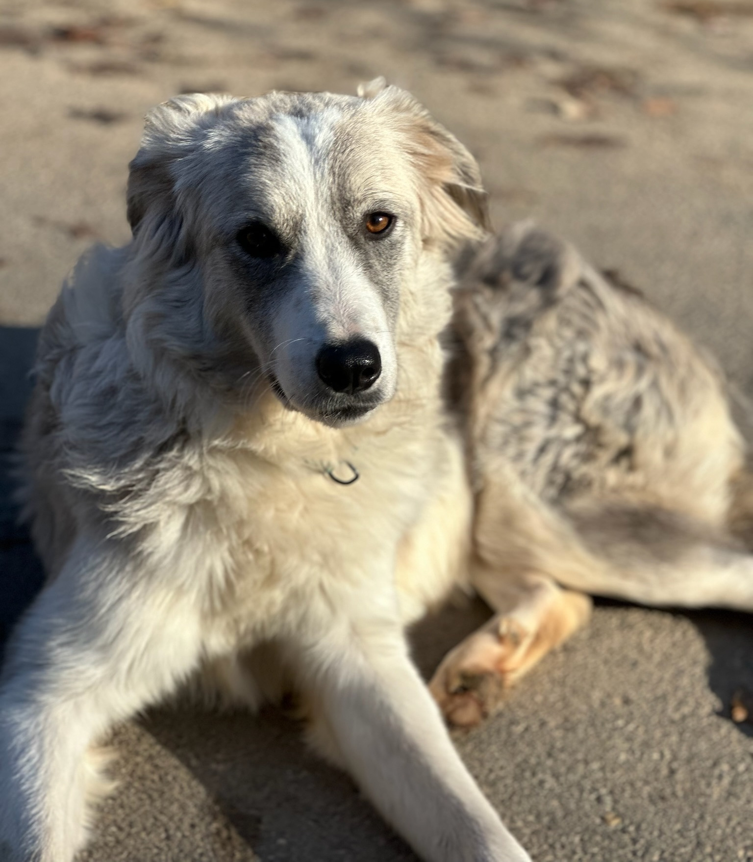 Mavi Zorro Dogsavior Nov25 1