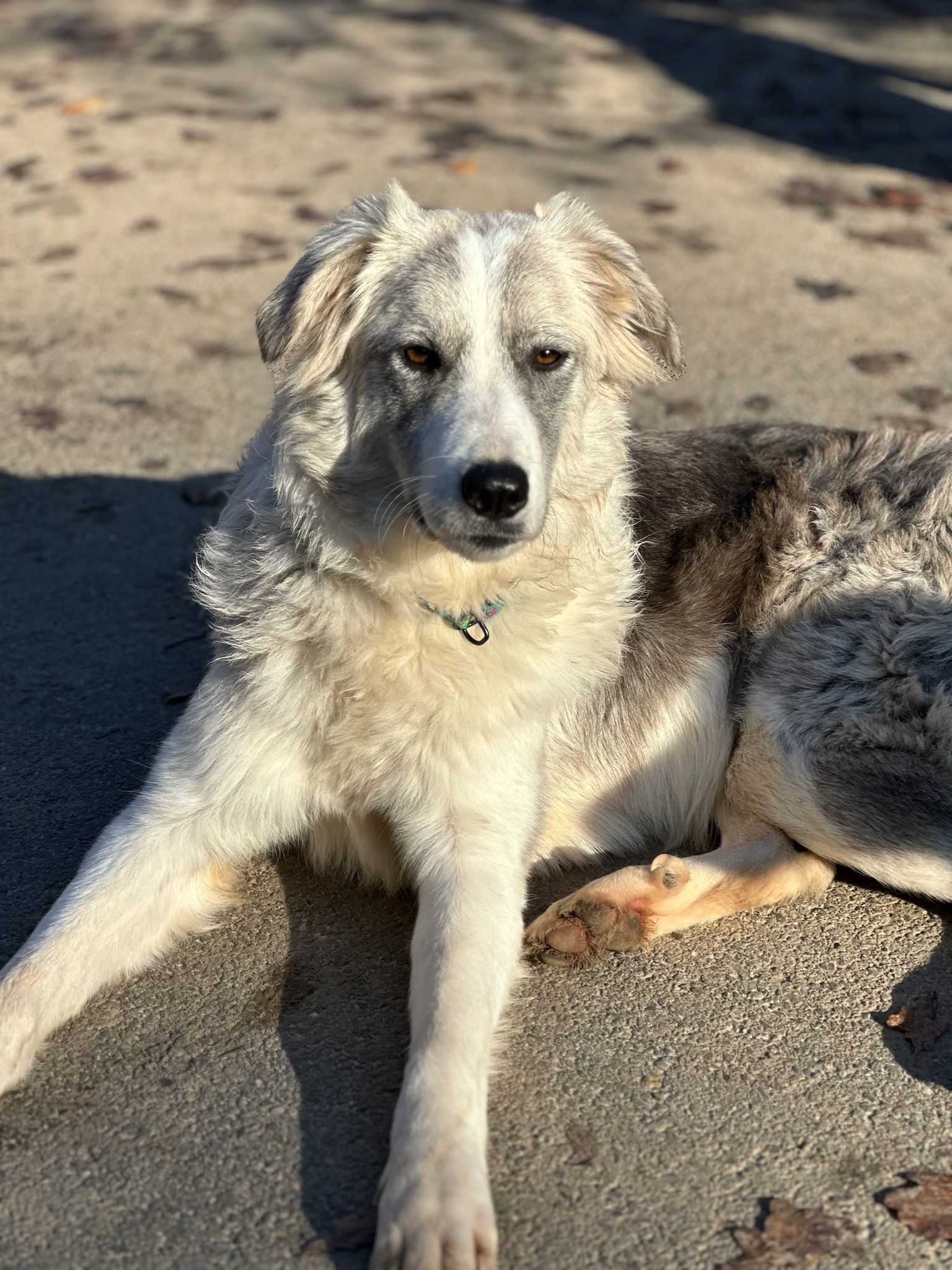 Mavi Zorro Dogsavior Nov25 2