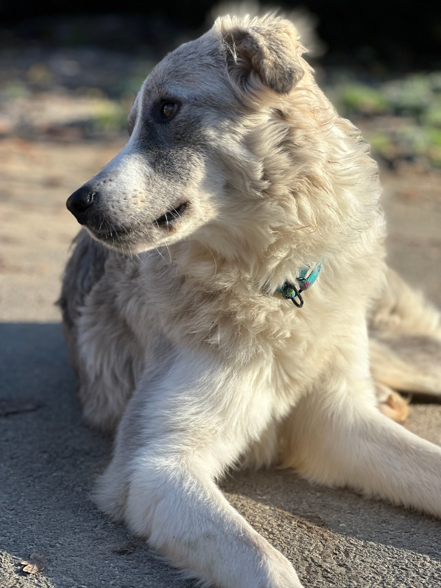 Mavi Zorro Dogsavior Nov25 3