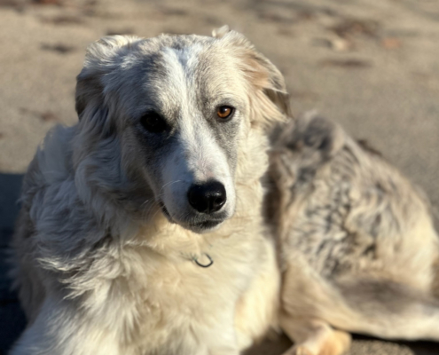 Mavi Zorro Dogsavior Nov25 Beitragsbild