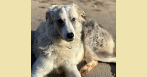 Mavi Zorro Dogsavior Nov25 Social Media