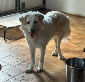 Mochito Zorro Dogsavior Aug25 4