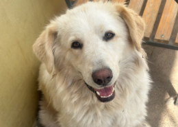Mochito Zorro Dogsavior Aug25 Beitragsbild