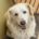 Mochito Zorro Dogsavior Aug25 Beitragsbild