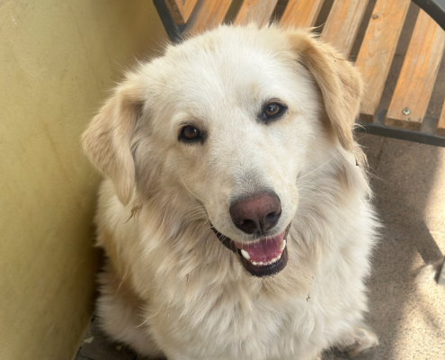 Mochito Zorro Dogsavior Aug25 Beitragsbild