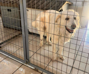 Mochito Zorro Dogsavior Jul25 1