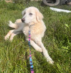 Mochito Zorro Dogsavior Jul25 2