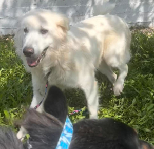 Mochito Zorro Dogsavior Jul25 3