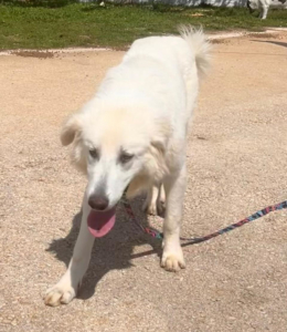 Mochito Zorro Dogsavior Jul25 5