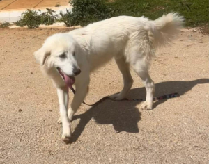 Mochito Zorro Dogsavior Jul25 6