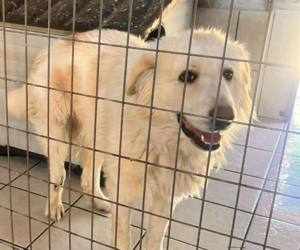 Mochito Zorro Dogsavior Jul25 Beitragsbild