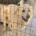 Mochito Zorro Dogsavior Jul25 Beitragsbild
