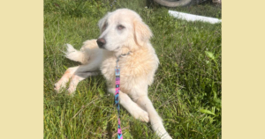 Mochito Zorro Dogsavior Jul25 Social Media