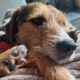 Hund liegt auf Decke, Pfote und Schnauze im Vordergrund.