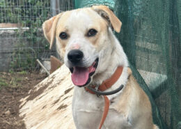 Petro Zorro Dogsavior Jul25 Beitragsbild