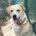 Petro Zorro Dogsavior Jul25 Beitragsbild