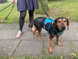 Safiro Zorro Dogsavior Aug25 1