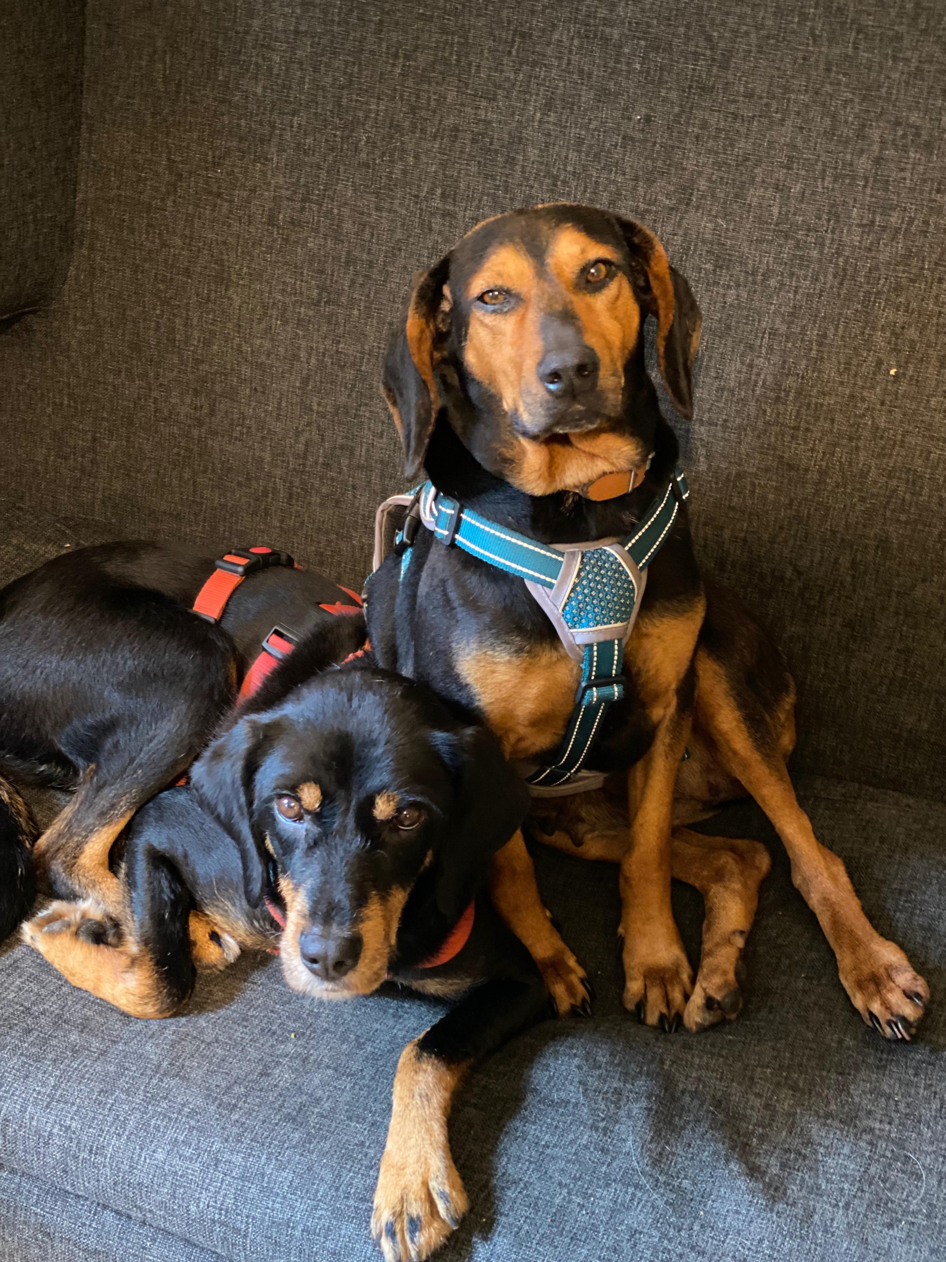 Safiro Zorro Dogsavior Aug25 2
