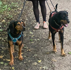 Safiro Zorro Dogsavior Aug25 3