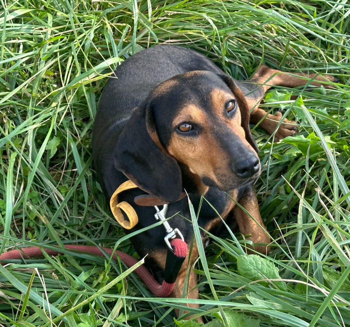 Safiro Zorro Dogsavior Jul25 1