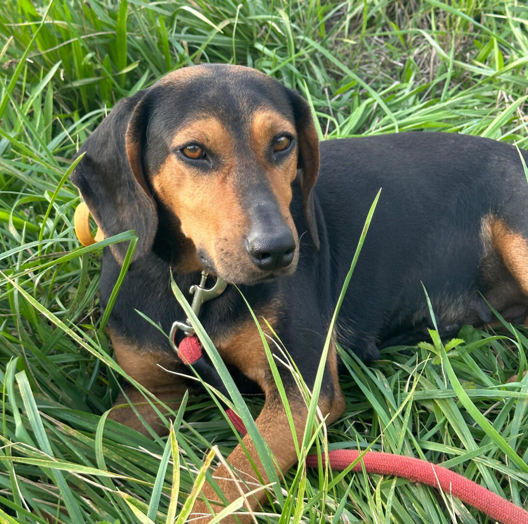 Safiro Zorro Dogsavior Jul25 2
