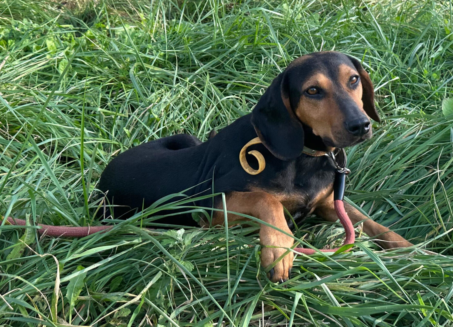 Safiro Zorro Dogsavior Jul25 3